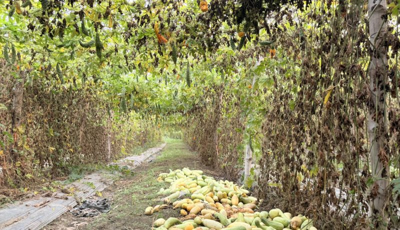 तरकारीले पाएन मूल्य