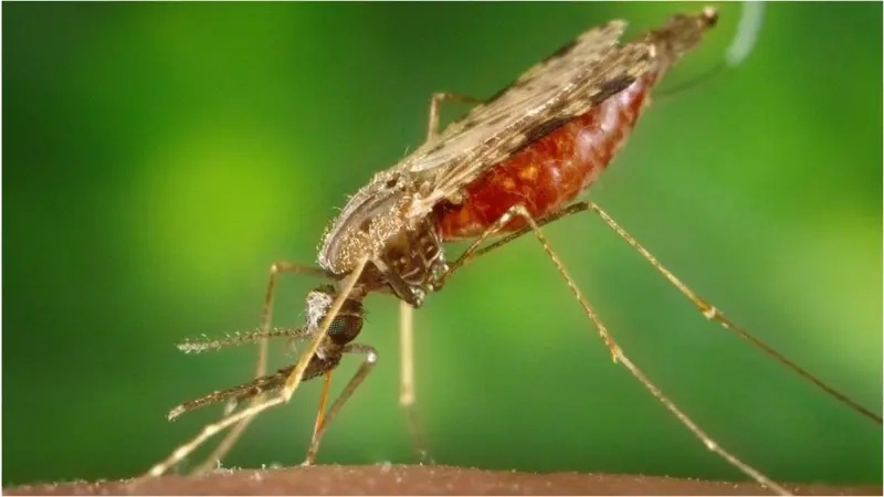 १३ जनामा औलो सङ्क्रमण पुष्टि