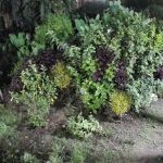 थर्मल ड्रोन’को सहायताबाट चितुवालाई नियन्त्रणमा लिइँदै