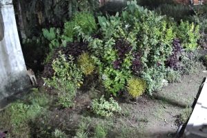 थर्मल ड्रोन’को सहायताबाट चितुवालाई नियन्त्रणमा लिइँदै